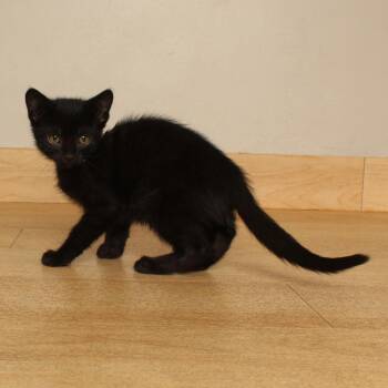 Ekko C71028 -  Domestic Short Hair Cat for Adoption in Minnetonka, Minnesota - Ekko C71028 | PetCurious