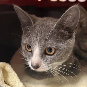 Lunar -  Domestic Short Hair Cat for Adoption in Woodinville, Washington - Lunar | PetCurious