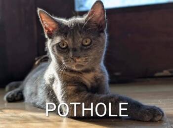 Pot Hole -  Domestic Short Hair Cat for Adoption in Gorham, Maine - Pot Hole | PetCurious
