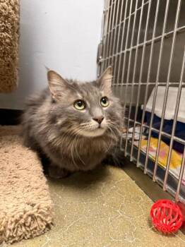 Rescue Domestic Long Hair Cats for Adoption in Maple Shade, New Jersey - Vida | PetCurious