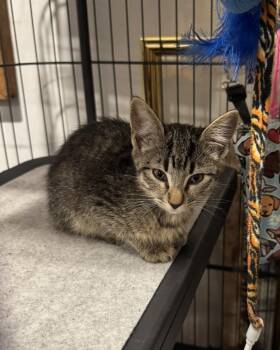 Rescue Domestic Short Hair and Tiger Cats for Adoption in Blairsville, Georgia - Miney | PetCurious