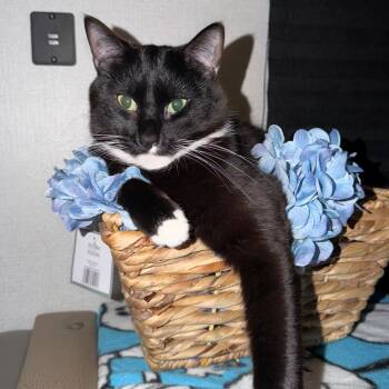 Domestic Short Hair Cats Available for Adoption in San Jacinto, California - Gansito | PetCurious