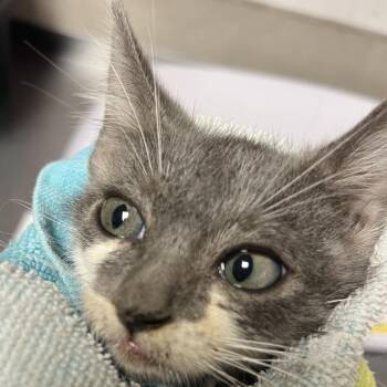 Woodstock -  Domestic Short Hair Cat for Adoption in Yuma, Arizona - Woodstock | PetCurious
