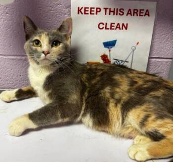 Domestic Short Hair Cats Available for Adoption - Winifred Sanderson | PetCurious