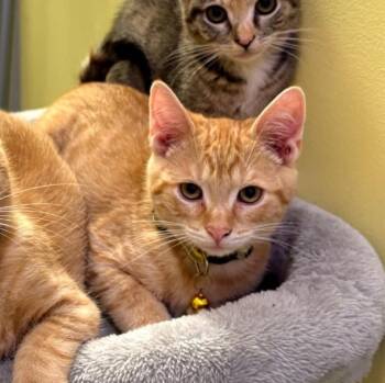 Ginger Spice -  Tabby Cat for Adoption in Hawley, Pennsylvania - Ginger Spice | PetCurious
