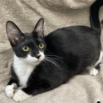 Rescue Domestic Short Hair Cats for Adoption in Hawthorne, California - Spring | PetCurious