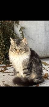 Rescue Tabby Cats for Adoption in Saint Ansgar, Iowa - Rose | PetCurious
