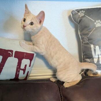 Frick -  Domestic Short Hair Cat for Adoption in Las Vegas, Nevada - Frick | PetCurious