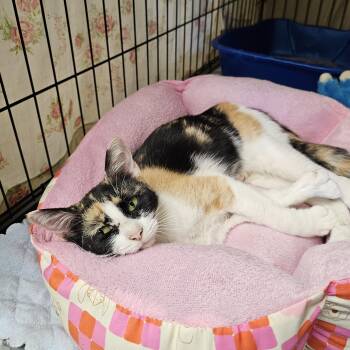 Tootsie -  Calico and Extra Toes Cat Hemingway Polydactyl Cat for Adoption in Searcy, Arkansas - Tootsie | PetCurious