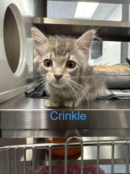 Domestic Short Hair Cats Available for Adoption in Hilton Head Island, South Carolina - Crinkle | PetCurious