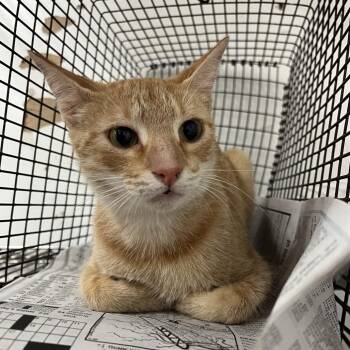 Peaches -  Domestic Short Hair Cat for Adoption in Edinburg, Texas - Peaches | PetCurious