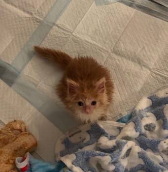 Rescue Domestic Medium Hair Cats for Adoption in South Euclid, Ohio - Grapefruit | PetCurious