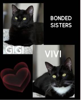 Rescue Tuxedo and Domestic Short Hair Cats for Adoption in Fort Worth, Texas - Vivi | PetCurious