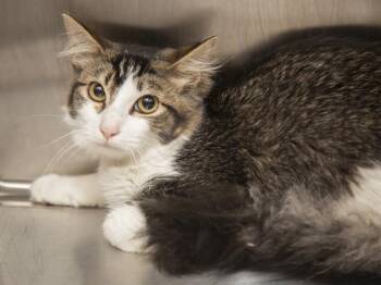 BARON -  Domestic Short Hair Cat for Adoption in Phoenix, Arizona - BARON | PetCurious
