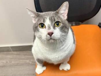 MR THUMBS -  Domestic Short Hair Cat for Adoption in Rowlett, Texas - MR THUMBS | PetCurious