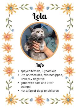 Rescue Domestic Short Hair Cats for Adoption in Greensburg, Indiana - Lola | PetCurious