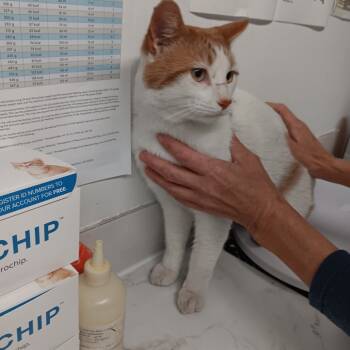 Rescue Domestic Short Hair Cats for Adoption in St. Louis, Missouri - Shinji | PetCurious