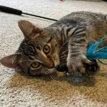 Rescue Domestic Short Hair Cats for Adoption in Wheaton, Illinois - Pabu | PetCurious