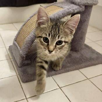 Rescue Domestic Short Hair Cats for Adoption in Annapolis, Maryland - Laurence | PetCurious