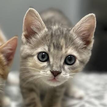 Stormy -  Domestic Short Hair Cat for Adoption in North Canton, Ohio - Stormy | PetCurious