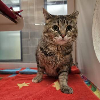 Domestic Short Hair Cats Available for Adoption in Cheyenne, Wyoming - Flower | PetCurious