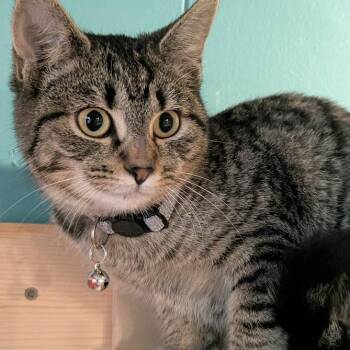 Captain Fluffy -  British Shorthair and Domestic Short Hair Cat for Adoption in Johnstown, Pennsylvania - Captain Fluffy | PetCurious