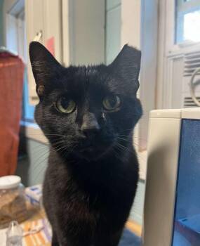 Rescue Domestic Short Hair Cats for Adoption in Warren, Ohio - Salt | PetCurious