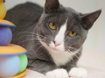 Aspen -  Tuxedo and Domestic Short Hair Cat for Adoption in Republic, Washington - Aspen | PetCurious