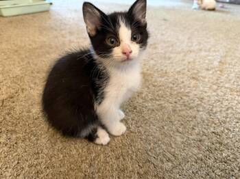 Domestic Short Hair Cats Available for Adoption in Rowlett, Texas - Taffy | PetCurious