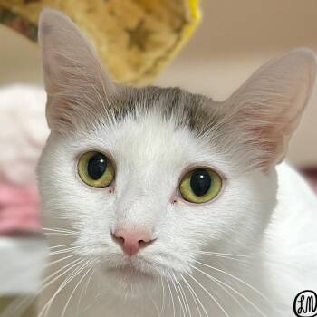 Zeppie -  Domestic Short Hair Cat for Adoption in Victor, New York - Zeppie | PetCurious