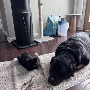 Domestic Short Hair Cats Available for Adoption - Salem | PetCurious