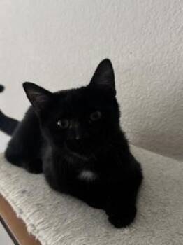 Banjo -  Domestic Short Hair Cat for Adoption in Parlier, California - Banjo | PetCurious