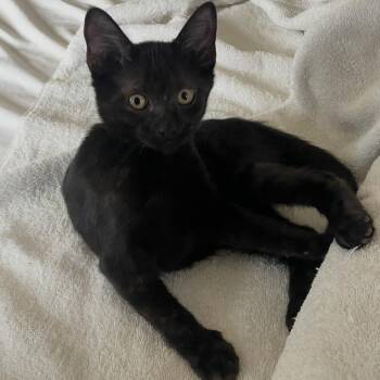 Cole -  Domestic Short Hair Cat for Adoption in Lewisville, Texas - Cole | PetCurious