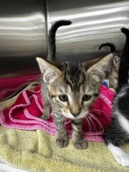 Cider -  Domestic Short Hair Cat for Adoption in Westland, Michigan - Cider | PetCurious