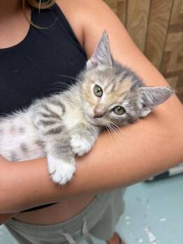 Karen -  Domestic Short Hair Cat for Adoption in Hamilton, Ohio - Karen | PetCurious