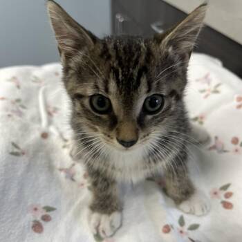 Jasper -  Domestic Short Hair Cat for Adoption in Oak Park, Illinois - Jasper | PetCurious