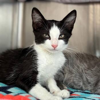 Buzz -  Domestic Short Hair Cat for Adoption in Nashville, Indiana - Buzz | PetCurious