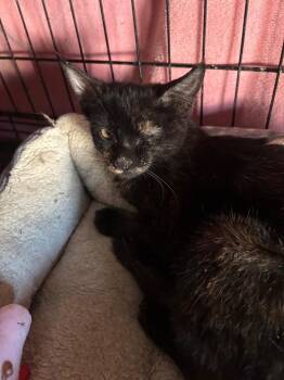 Trudy -  Domestic Short Hair Cat for Adoption in Camp Hill, Pennsylvania - Trudy | PetCurious