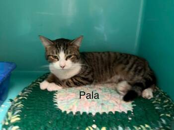 Domestic Short Hair Cats Available for Adoption - Pala | PetCurious