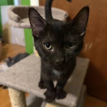 Wileykit -  Domestic Short Hair Cat for Adoption in Medina, Ohio - Wileykit | PetCurious