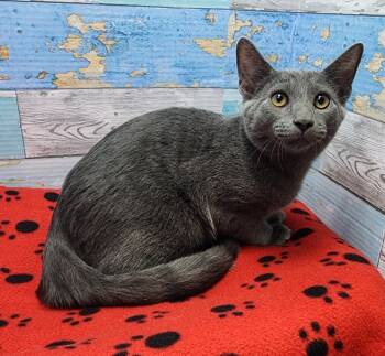 Rescue Domestic Short Hair Cats for Adoption in Washington Court House, Ohio - Dasher | PetCurious