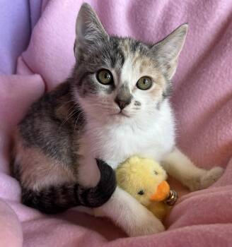 Nina -  Dilute Calico Cat for Adoption in Hood River, Oregon - Nina | PetCurious