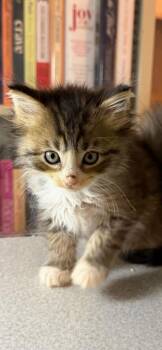 Pickens -  Domestic Long Hair Cat for Adoption in Marietta, Georgia - Pickens | PetCurious