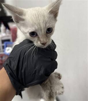 Rescue Domestic Short Hair Cats for Adoption in San Bernardino, California - FIFI | PetCurious