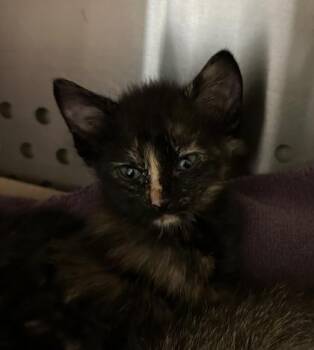 Nisha -  Domestic Short Hair Cat for Adoption in Kansas City, Missouri - Nisha | PetCurious
