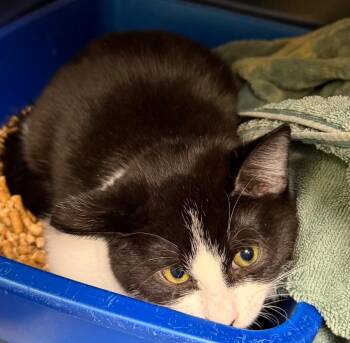 Domestic Short Hair Cats Available for Adoption - Kenai (Petsmart) | PetCurious