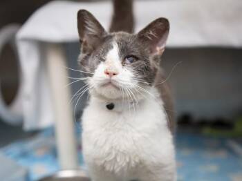 Domestic Short Hair Cats Available for Adoption in Phoenix, Arizona - AURORA | PetCurious