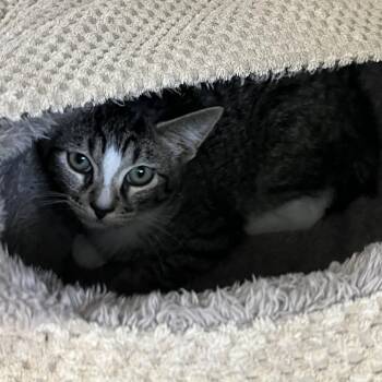 Gale (26-4C-3) -  Domestic Short Hair Cat for Adoption in Rifle, Colorado - Gale (26-4C-3) | PetCurious