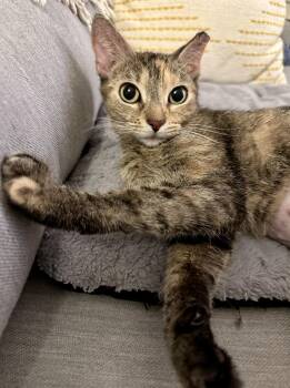 Crispy -  American Shorthair Cat for Adoption - Crispy | PetCurious