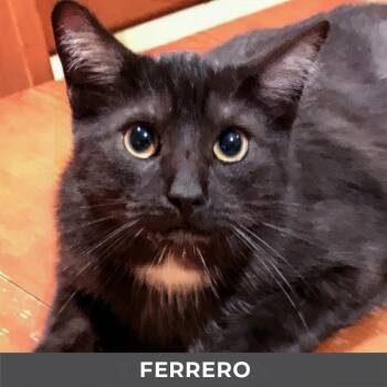 Domestic Medium Hair Cats Available for Adoption in Toronto, Ontario - Ferrero | PetCurious
